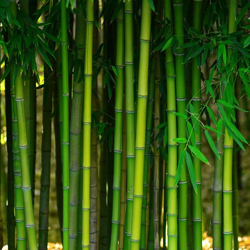 bamboo wood is used for flooring products at Potomac Tile and Carpet in Frederick, MD