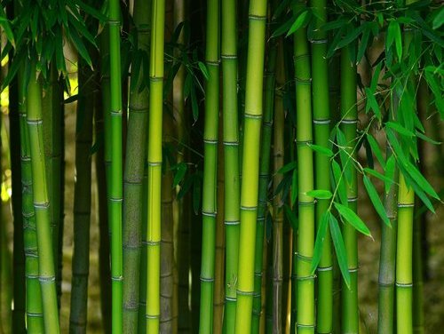 bamboo from Potomac Tile and Carpet in Frederick, MD